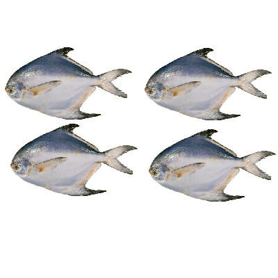 Pomfret 100g to 150g size Fish buy online