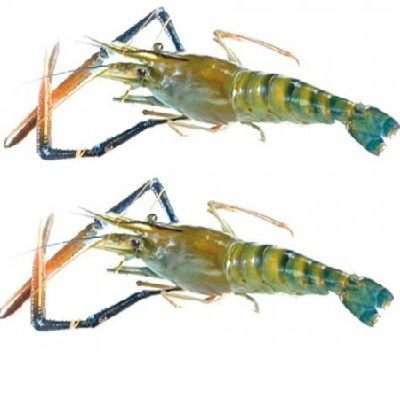Galda Chingri Lobster 250gm to 1 kg smaller size 75gm to 150gm pc best quality