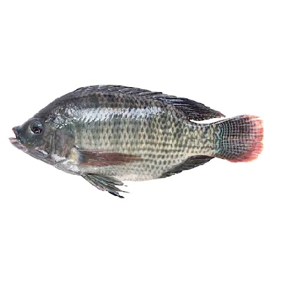Tilapiya Fish 500 gm Telapia mach 1 kg order online