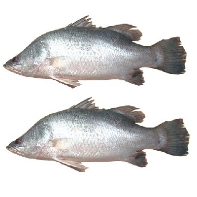 Vetki Fish best quality smaller size total fish buy in kolkata express bazar