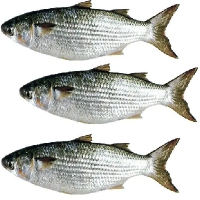 Parshe Maach Best Quality Fresh Parshe fish online